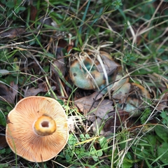 Lactarius semisanguifluus