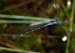 Austrolestes minjerriba