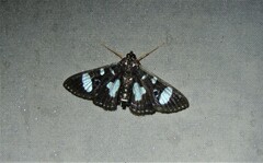 Glyphodes doleschalii