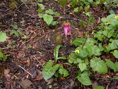 Erythronium revolutum
