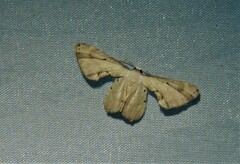 Phazaca leucocephala
