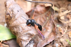 Protodiscoelius merula