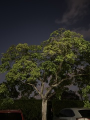 Hippomane mancinella