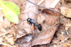 Protodiscoelius merula