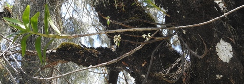 Dendrobium aphanochilum
