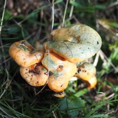 Lactarius semisanguifluus