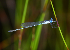 Austrolestes minjerriba