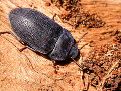 Pterohelaeus