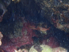 Neoniphon vexillarium