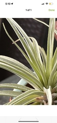 Tillandsia utriculata
