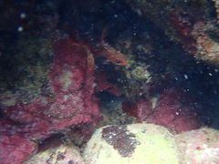 Neoniphon vexillarium
