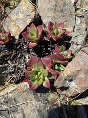 Dudleya