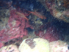 Neoniphon vexillarium