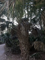 Sabal palmetto