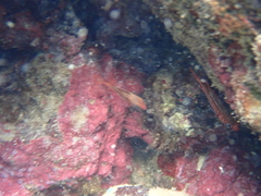Neoniphon vexillarium