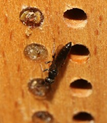 Passaloecus