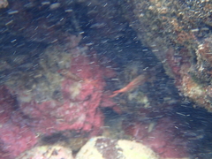 Neoniphon vexillarium