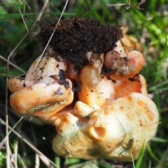 Lactarius semisanguifluus