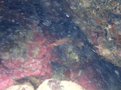Neoniphon vexillarium