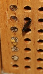 Passaloecus