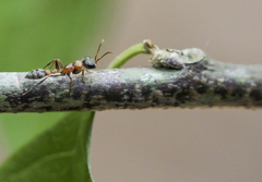 Pseudomyrmex gracilis