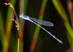 Austrolestes minjerriba