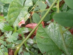 Oxalis barrelieri