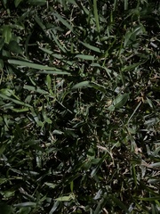 Stenotaphrum secundatum