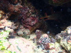 Neoniphon vexillarium