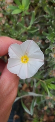 Convolvulus cneorum