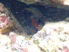 Neoniphon vexillarium