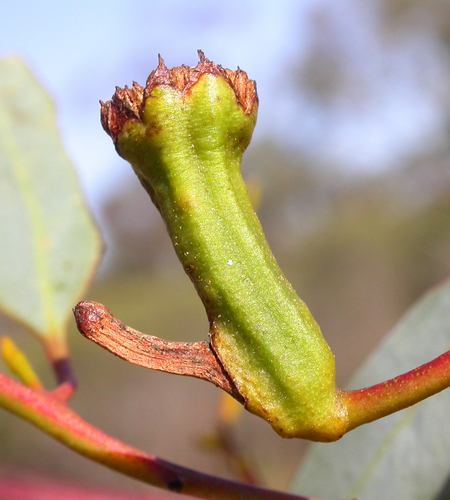 Apiomorpha calycina · iNaturalist