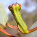 Apiomorpha calycina - Photo (c) Gunter Maywald, μερικά δικαιώματα διατηρούνται (CC BY-NC), uploaded by Gunter Maywald
