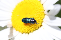 Bilyaxia concinna