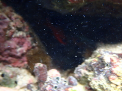 Apogon maculatus