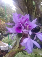 Guarianthe