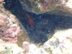 Apogon maculatus