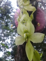 Cycnoches
