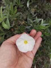 Convolvulus cneorum
