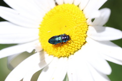 Bilyaxia concinna