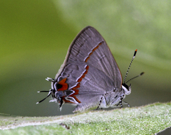 Electrostrymon hugon