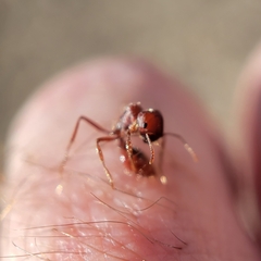 Pogonomyrmex occidentalis