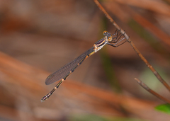Austrolestes minjerriba