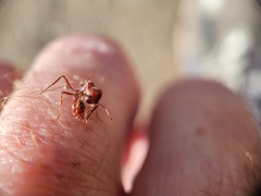 Pogonomyrmex occidentalis