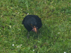 Turdus merula merula