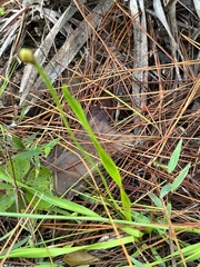 Xyris platylepis