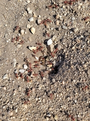 Pogonomyrmex occidentalis