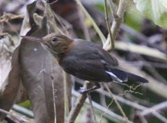Ramphocaenus melanurus
