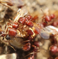 Pogonomyrmex occidentalis