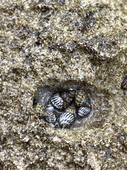 Echinolittorina ziczac